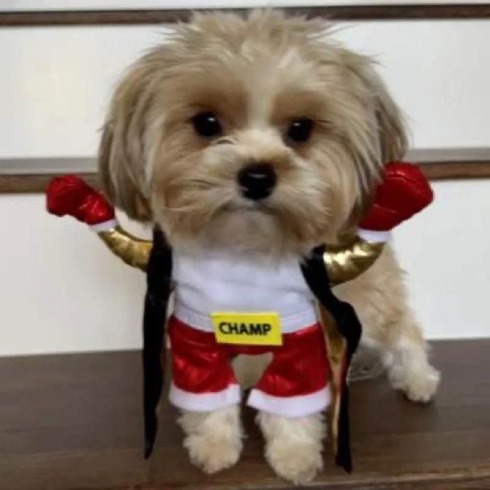 🎃 Halloween Pet Custom Boxer Champ Outfit for Dogs Hyde & EEK Boxer Outfit SMALL - Picture 1 of 12
